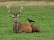 TONY HOWES - Deer and jackdaw